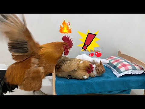 So funny! The rooster didn't allow the kitten to sleep with the hen, and the rooster was very angry!