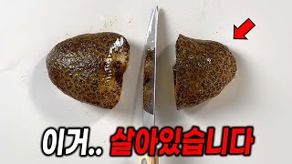 (충격주의) 이거 동물입니다 ㄷㄷ  큰빗이끼벌레를 반으로 잘라보면..?
