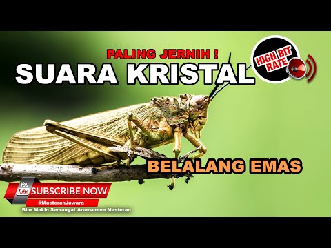 🔴 Belalang Emas Gacor Suara Kristal Istimewa Masteran Mewah 2020