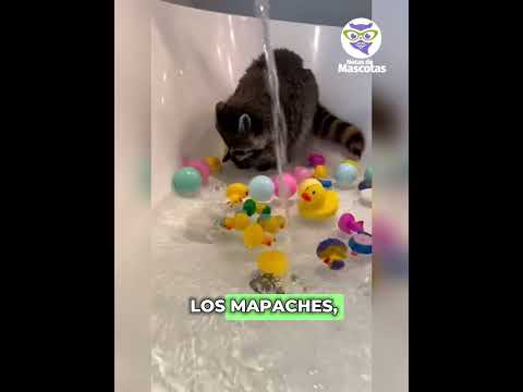 Este Mapache Pinta para Salvar a Otros Animales