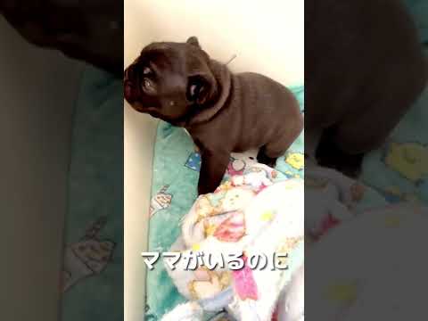 ママがいなくて大泣きの赤ちゃん