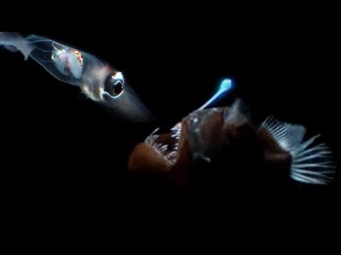 Blue Planet