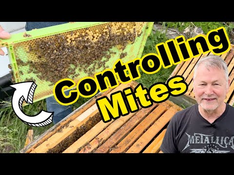 Beekeeping: Controlling Mites Without Using Chemicals