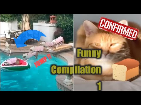 Funny Animals | Compilation #1