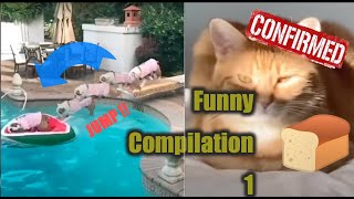 Funny Animals | Compilation #1