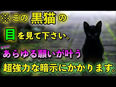 【※この黒猫の目を見て願うと、あらゆる願いが叶うと言われています】ご縁がないとこの動画には辿り着けない、幸運をもたらす黒猫。見ると幸せになる 癒しの高波動の特別な動画。願望実現 恋愛成就 願いが叶う