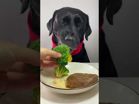 I haven’t eaten steak for a long time cute pet debut plan Labrador Oh my god it’s so fragrant silly