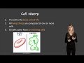 Cell Biology Concepts and Organization