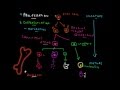 Hematopoiesis and Stem Cell Development