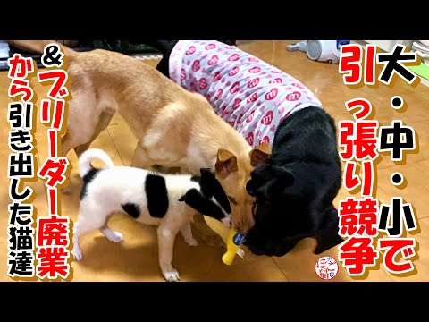 【子犬　保護　ブリーダー廃業】猫に負けた子犬と　ブリーダー廃業から引き出した猫達