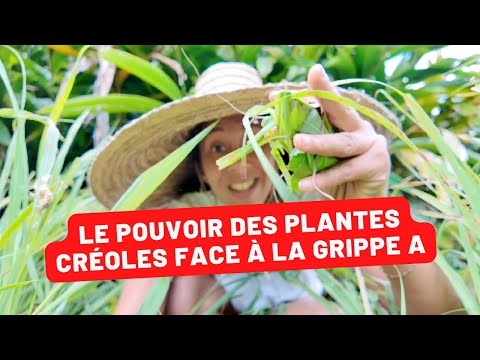 La Grippe A : Remèdes Naturels du Jardin Créole