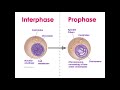 Cell Cycle Dynamics and Cancer Insights