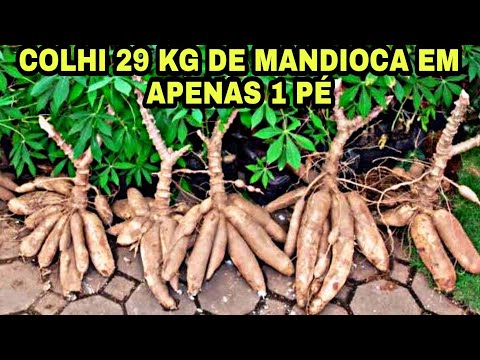 AULÃO completo DE PLANTIO DE mandioca PARA COLHER mais DE 20 KG em uma planta só