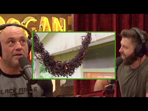 Joe Rogan  ANTS Are So SMART! Ants Create Bridge Using THEMSELVES