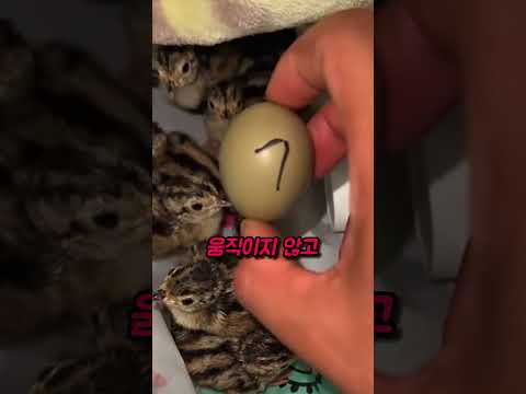 야생에서 발견한 정체불명 알의 비밀