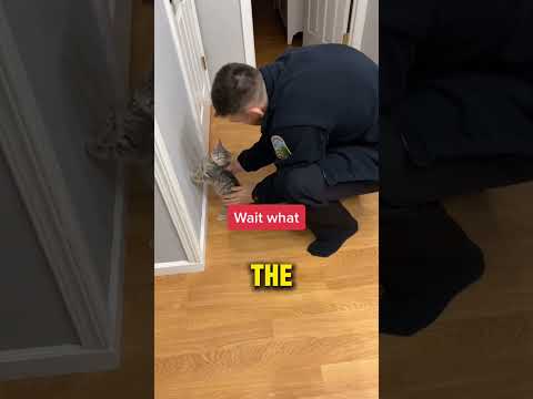 Cat Gets Arrested 😂