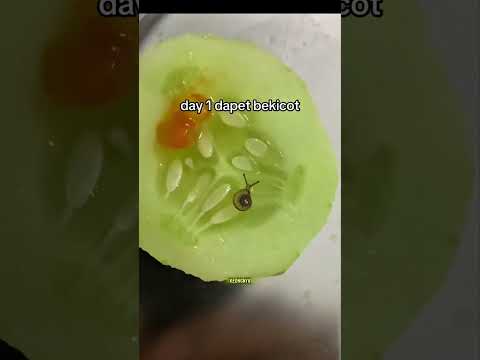 keongnya cuma dikasih kesempatan 3x putaran
