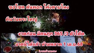 ขนลุก ขอโชค ต้นพอก โค้งตายโหง ได้อีกแล้ว งวดก่อนมีคนถูก 365/3 ตัวโต๊ต 1 เม.ย.68