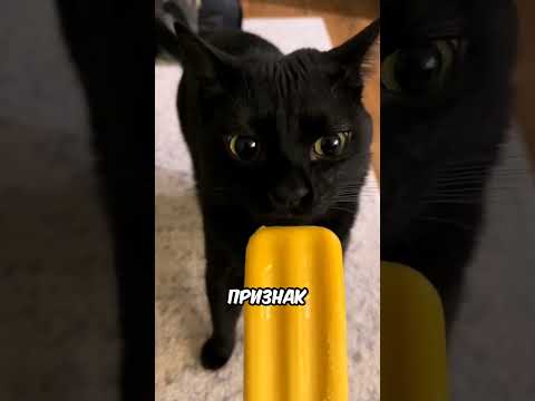 ТГК: КОТЭ 🐾 / 5 признаков что кошка скоро уйдёт из жизни 😔 #хочуврек #кот #кошка #shorts