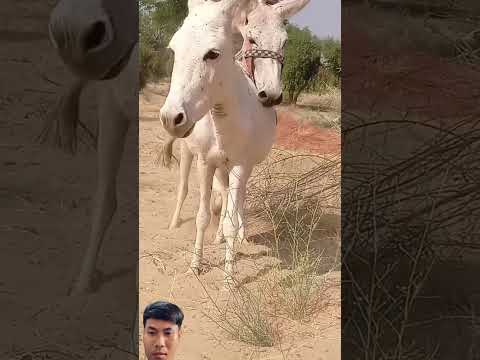 #animals #donkey #goat #cow #horse #trending #wildlife #equestrian #comedy #views #farming