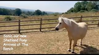 Sonic our new Shetland Pony Arrives at The Ranch: TV Episode 604