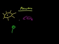 Photosynthesis and Cellular Respiration Concepts