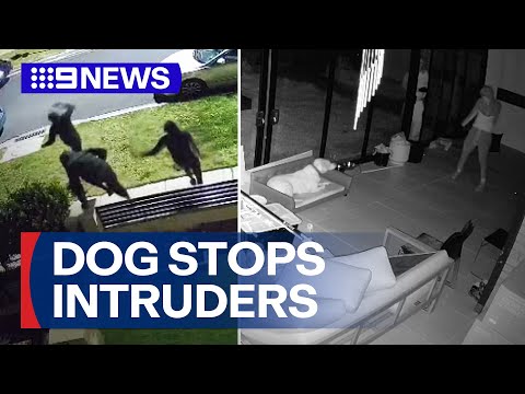 Is this the best guard dog ever? | 9 News Australia