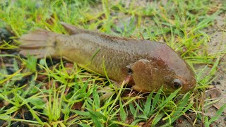 Catching Climbing Perch Fishing in rainy weather | Daily Life Fishing in Rainy Season  #fishing