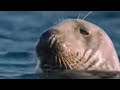 Physiological Adaptations of Seals