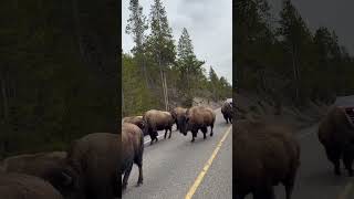 Bison Jam in Yellowstone National Park #yellowstonenationalpark #wildlife #bison #buffalo