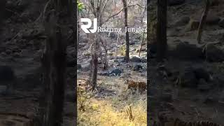 once upon a time in ranthambhore jungle Arrowhead and cubs....now all 4 are gone...😓😓#tiger#wildlife