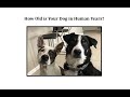 Dog Age Conversion Models