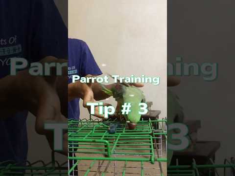Parrot Training Tip # 3 #parrots #birdlovers #parrotlover #indianparrots