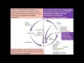 Sulfur Cycle Processes and Organisms