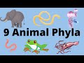 Characteristics of Animal Phyla