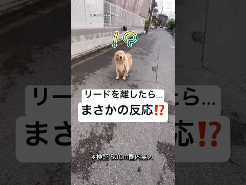 リードを離してみた結果…衝撃の展開が⁉️ #ゴールデンレトリバー #犬 #大型犬 #かわいい犬 #犬のいる暮らし