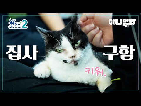 [뽀건소 입양 프로젝트-5화] 무릎 조아 턱시도냥🫶🏻미엘🖤ㅣ[Dr Paw Adoption Project- Ep 5 ] ㅣLap Cat Tuxedo Cat Miel🖤