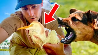 RESCUED HELPLESS BIRD ATTACKED BY DOGS !!! WHAT HAPPENS ?!