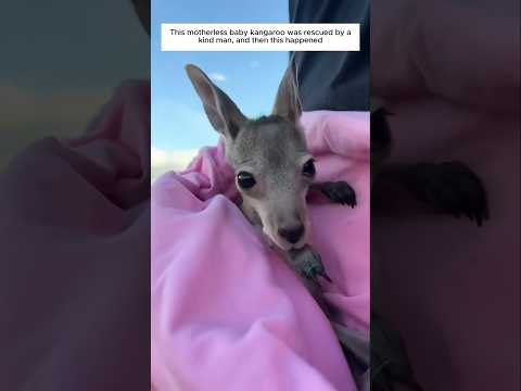 This motherless baby kangaroo was rescued by a kind man, and then #animalshorts #shortsvideo