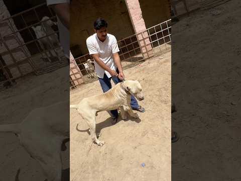 Bully Dog Attack 😱 #samadpetsvlog #hammadpethouse #bullydog #pets #reels #shorts #pakistanibully