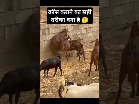 क्रॉस कराने का सही तरीका क्या है|#trending #viralvideo #facts #pets #animals #sawale #goat #farming