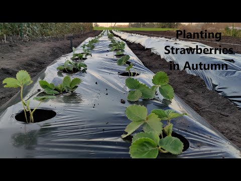 Fall Strawberry Planting Guide