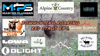 Bowhunting roaring Red Stags, hunting red deer in Queensland,  Australia. #redstag #bowhunting