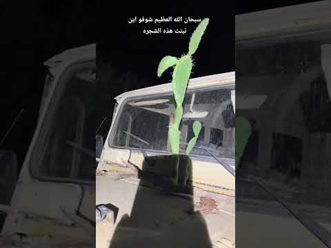 نبتت شجرة الصبار او التين الشوكي بفتحة هواية السيارة