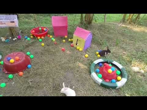 Tangkap Ayam Lucu, Ayam Warna Warni, Ayam Rainbow Gokil, Kelinci, Kucing Lucu, Bebek, Hewan Lucu #06