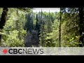 Boreal Forest Climate Change Impacts