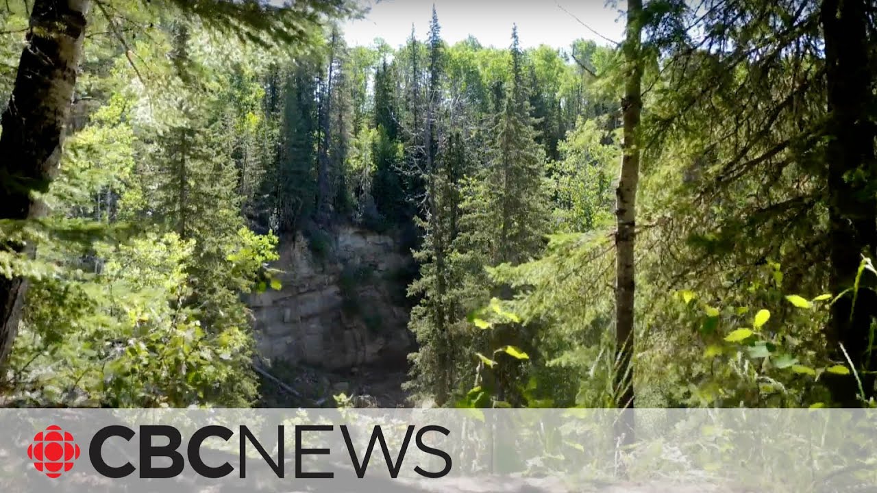 Canada’s Boreal Forest is Transforming Due to Climate Change