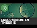 endosymbiontentheorie/