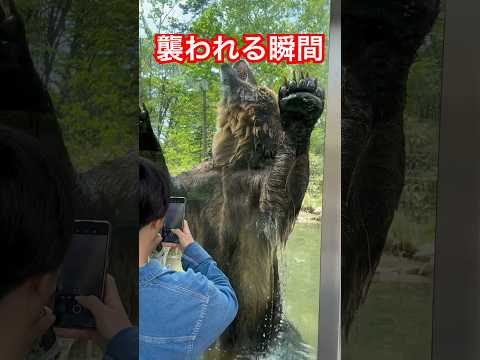 襲われる瞬間 #ヒグマ#北海道#ベアマウンテン#自然#動物#オソ18#熊#クマ#ひぐま#羆#狩猟#駆除#野生動物 #アウトドア