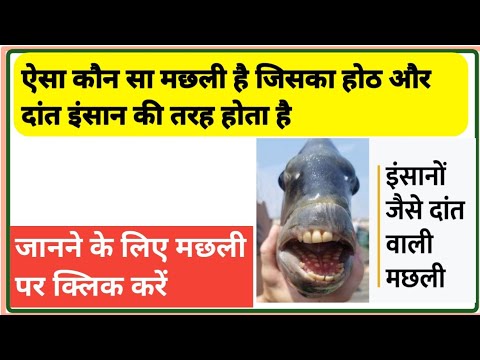 most important questions of general knowledge in hindi|| gk video in hindi ||gk paheliyan